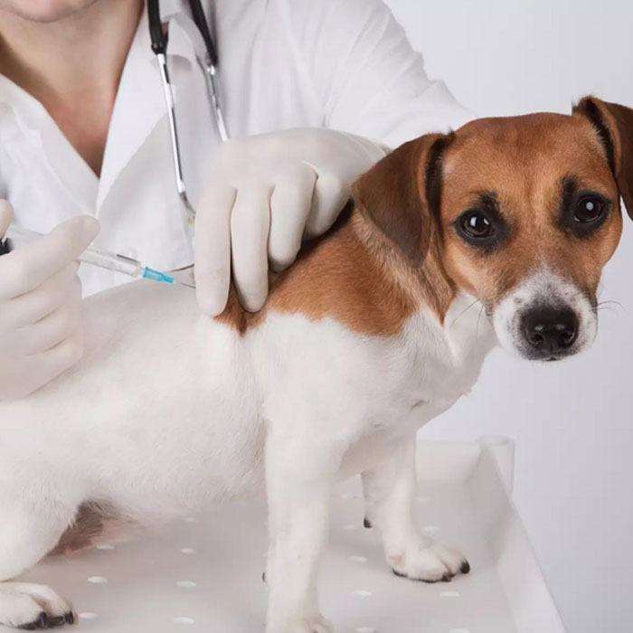 Вакцинация кошек собак и других домашних животных